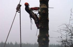 Tree surgey and woodland maintenance